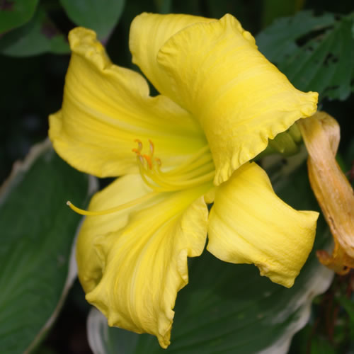 Hemerocallis Screaming Yellow Zonkers